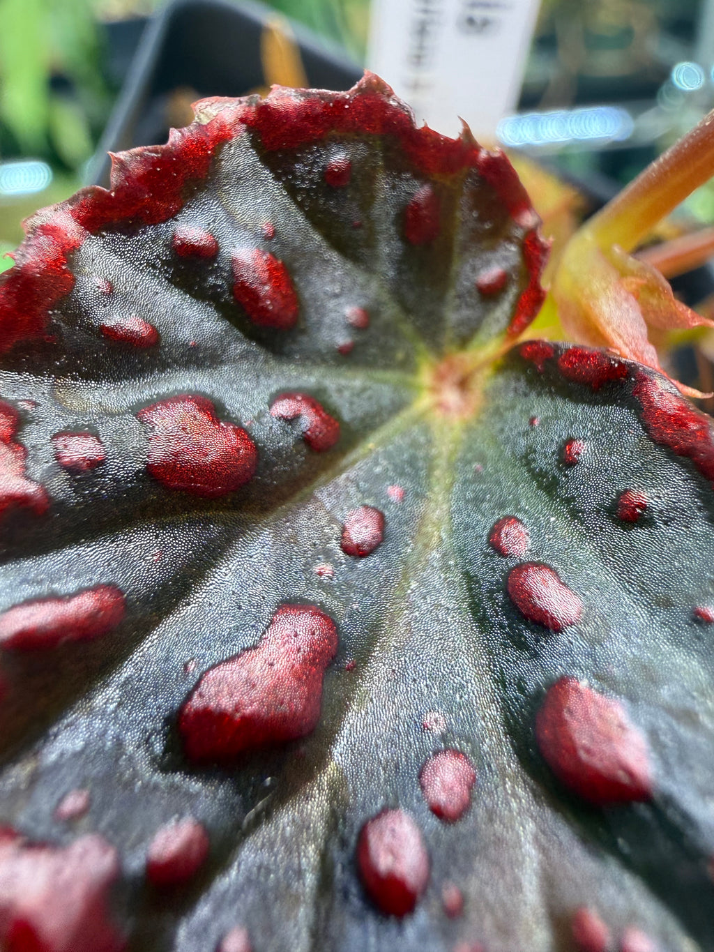 Begonia darthvaderiana x negrosensis