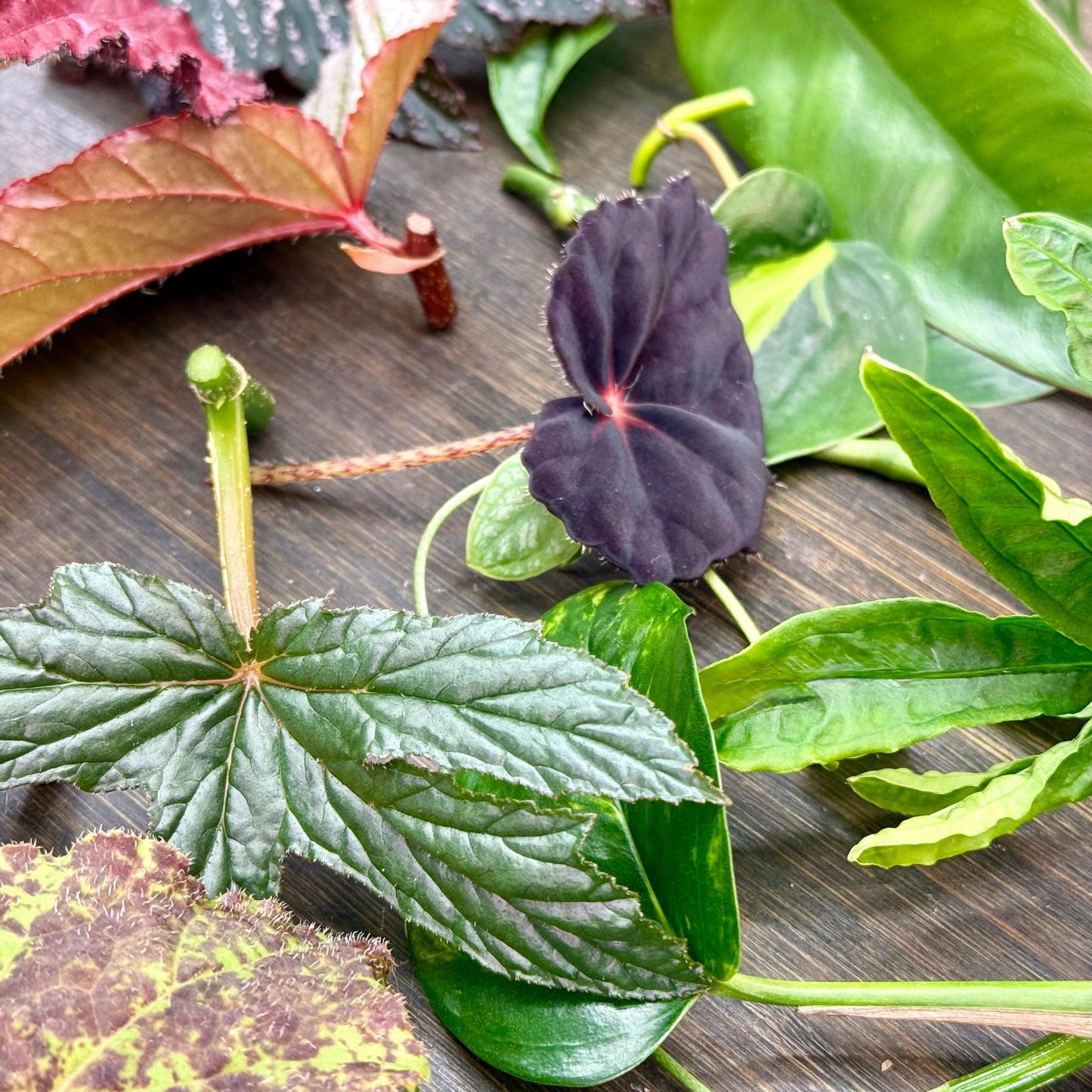 Live House Plant Cuttings for Propagation