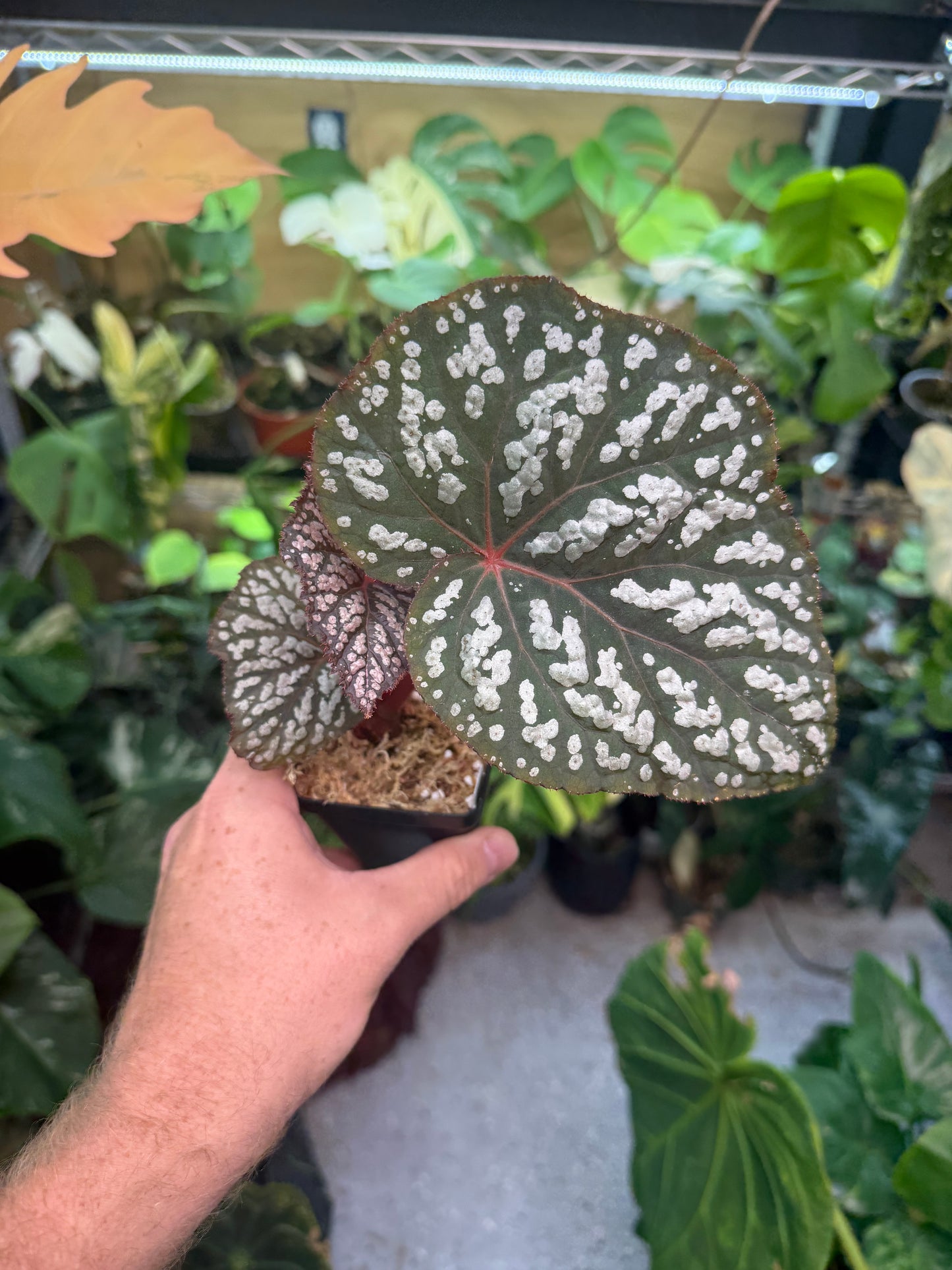 Begonia Betsy