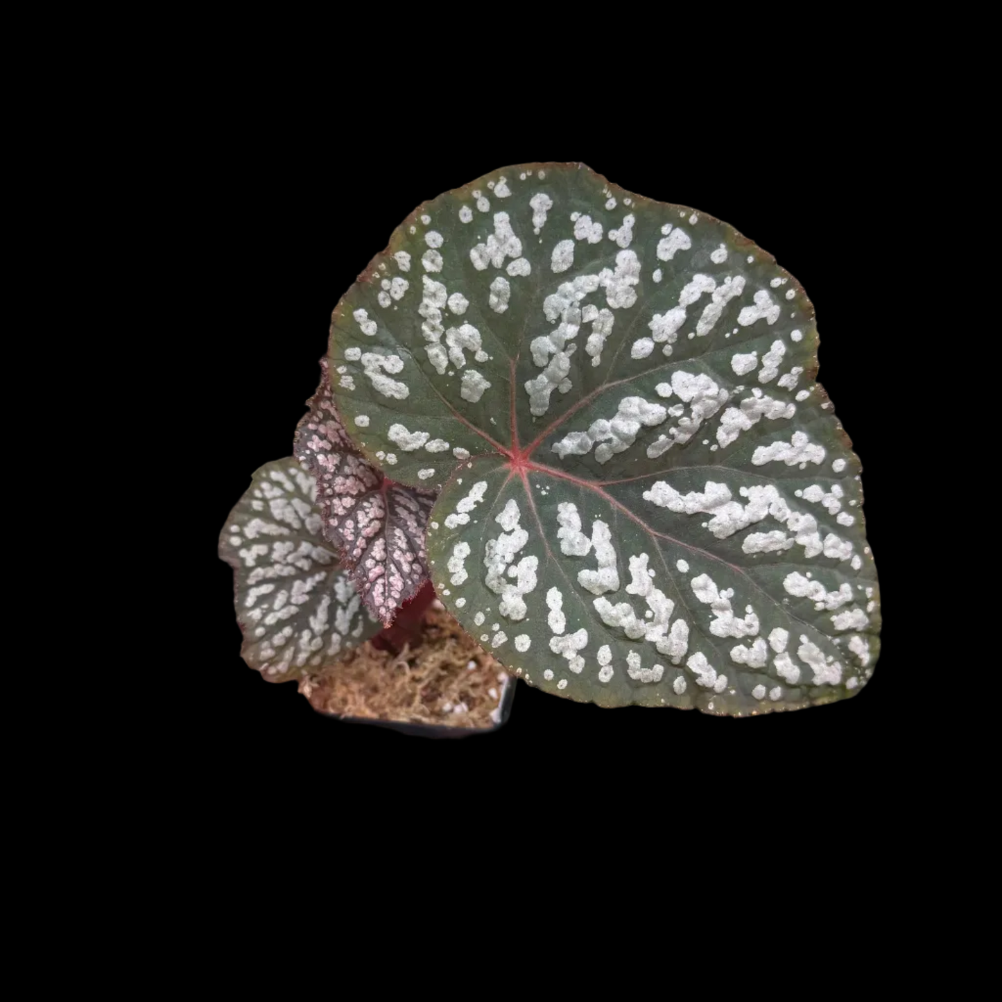 Begonia Betsy