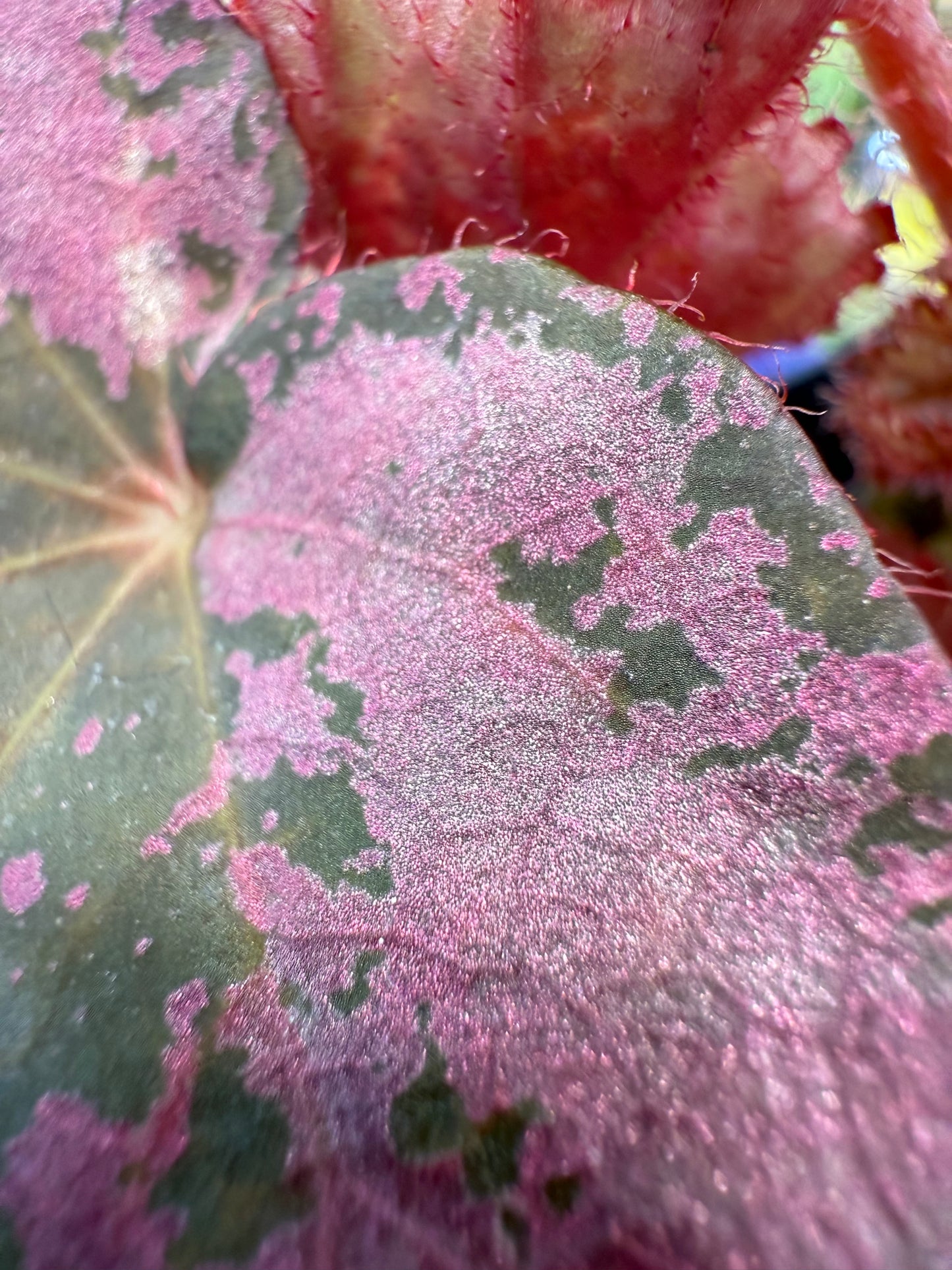 Begonia nigritarum