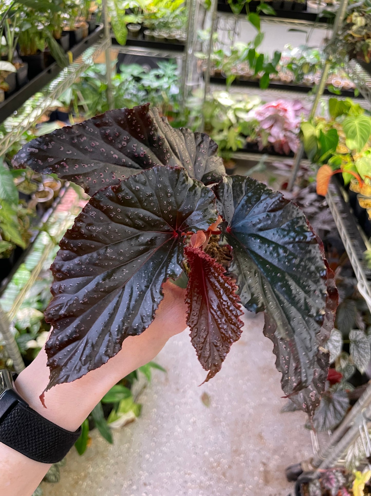 Begonia Arabian Sunset