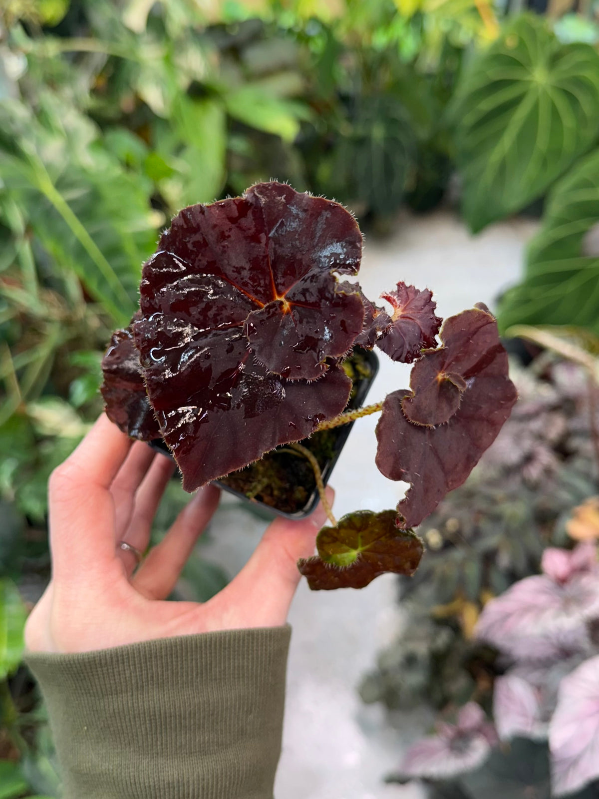 Begonia Angel Glow