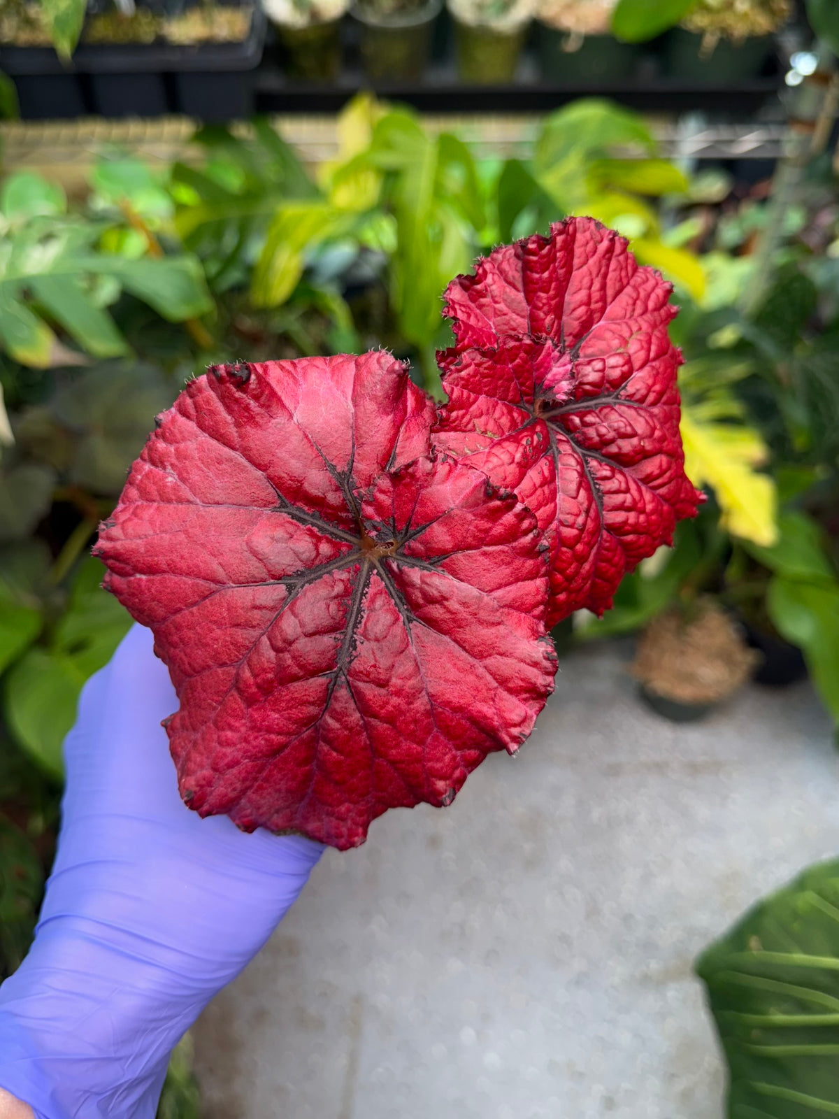 Begonia Jurassic Heartbeat