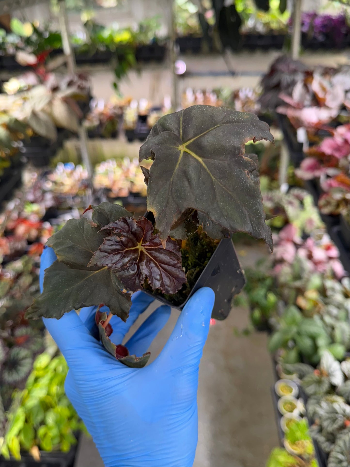 Begonia 'Chocolate Martini'