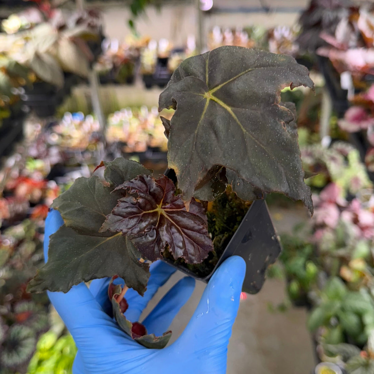 Begonia Chocolate Martini