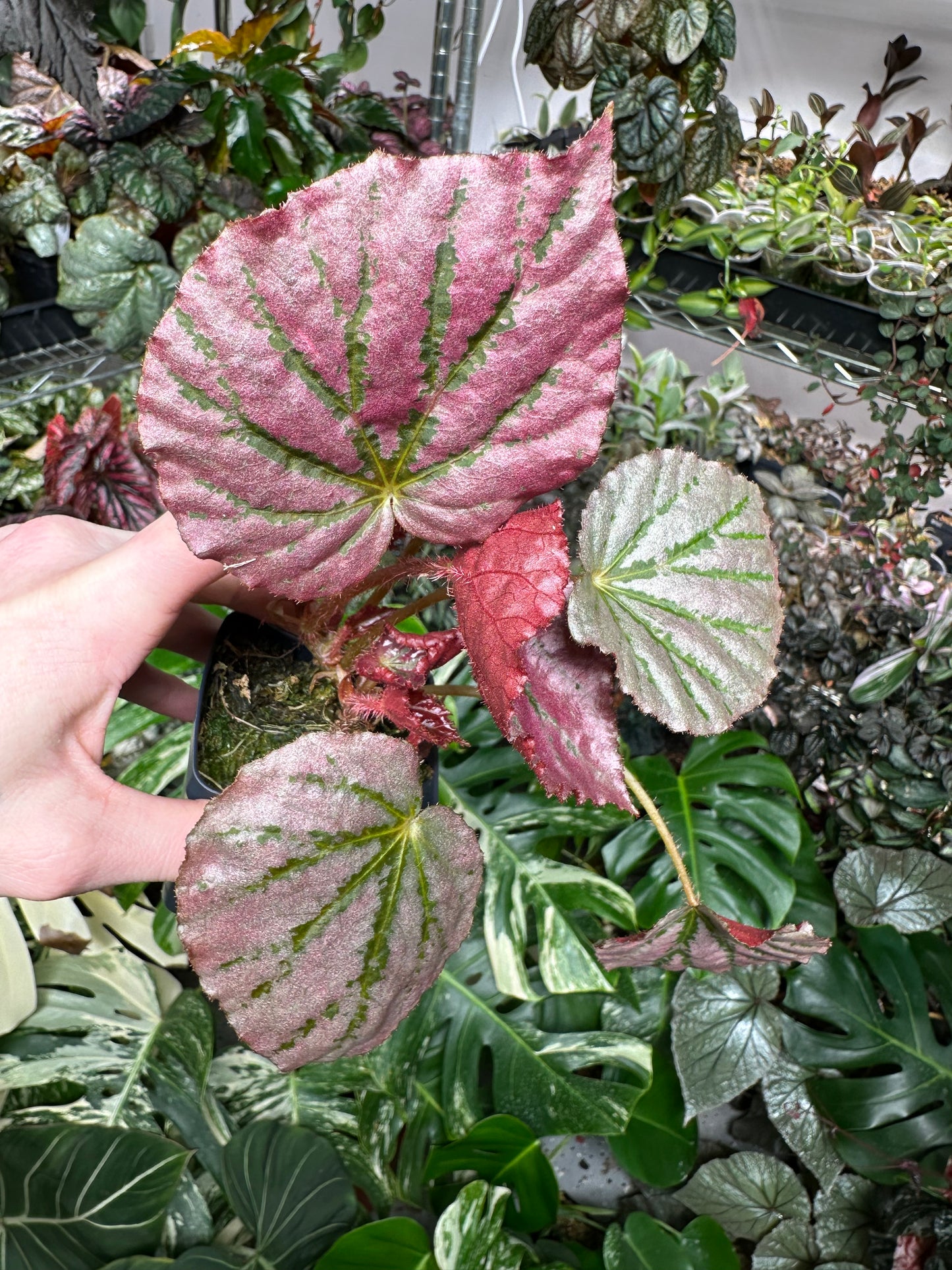 Begonia U192