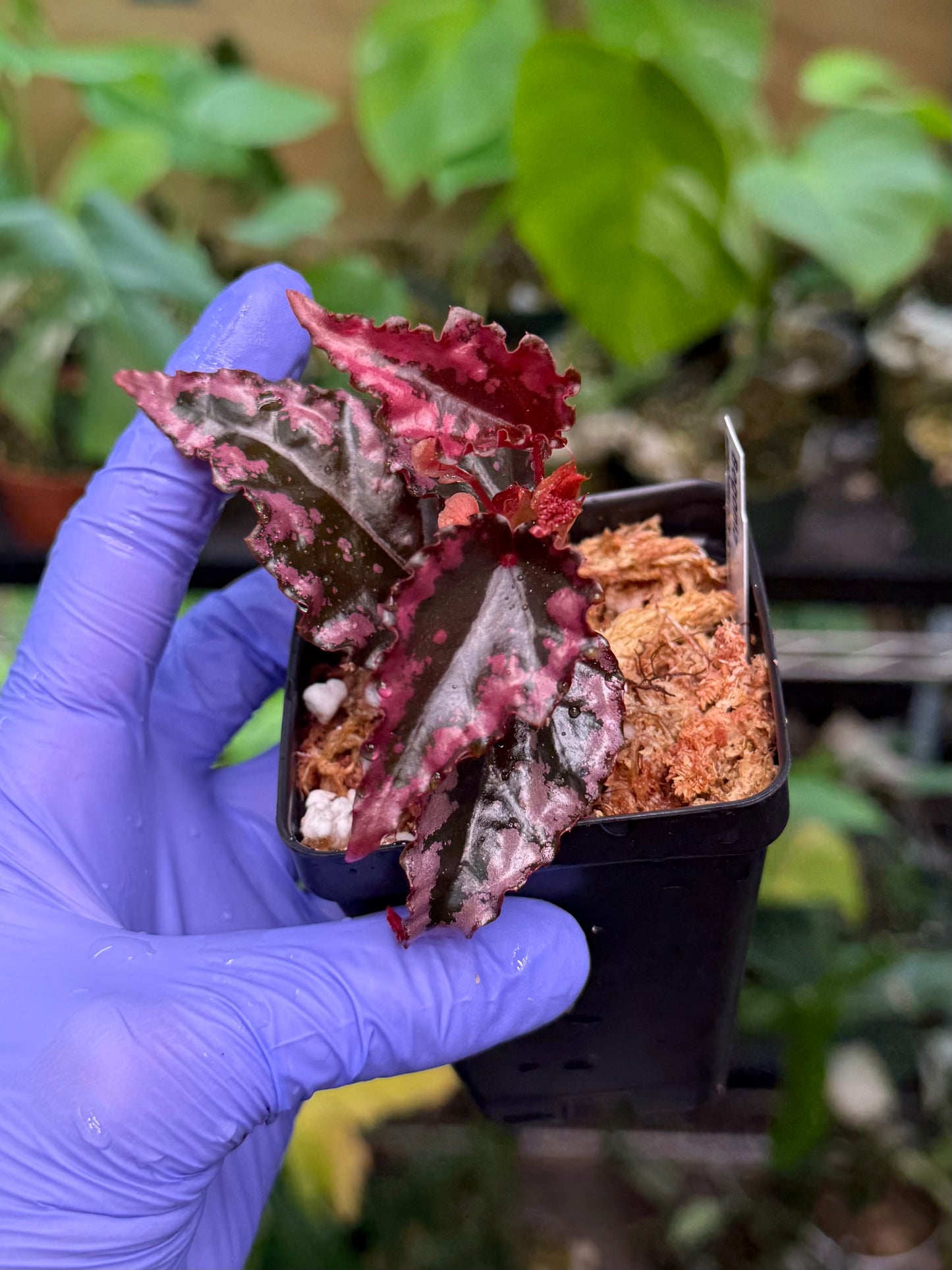 Begonia amphioxus x ignita