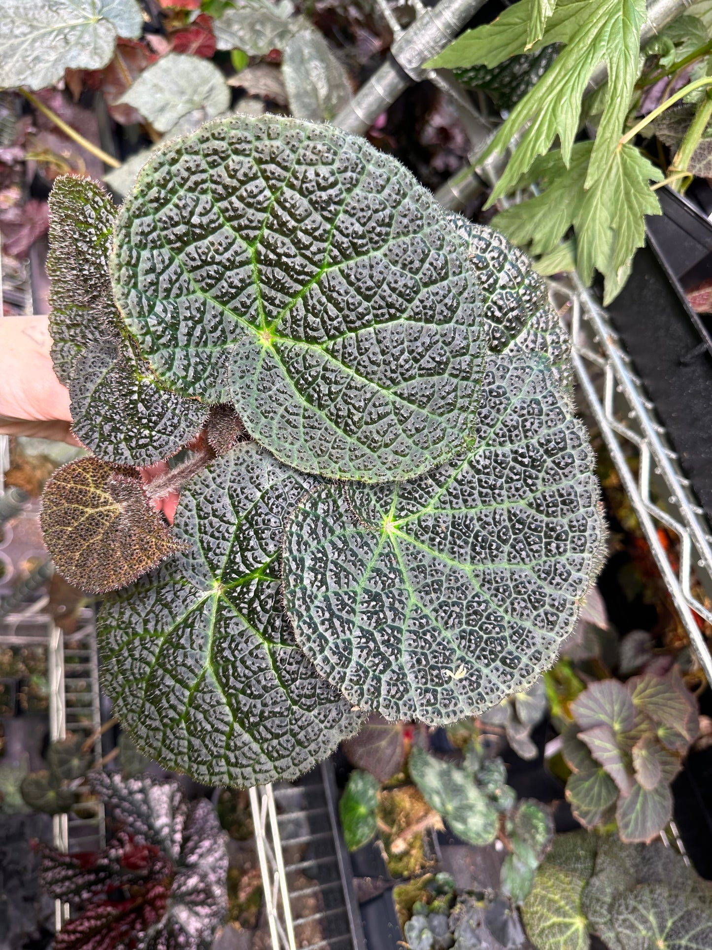 Begonia Moonwalk