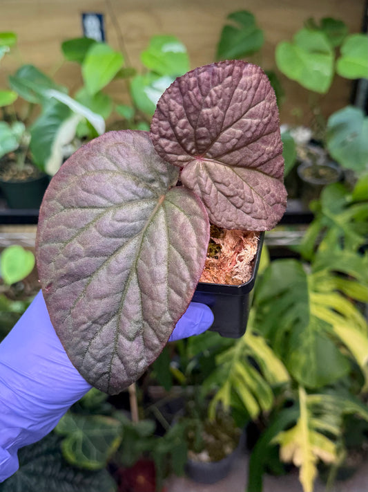 Begonia U508