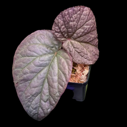 Begonia U508