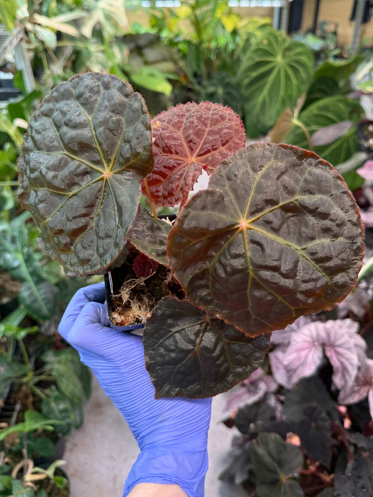 Begonia Mumtaz