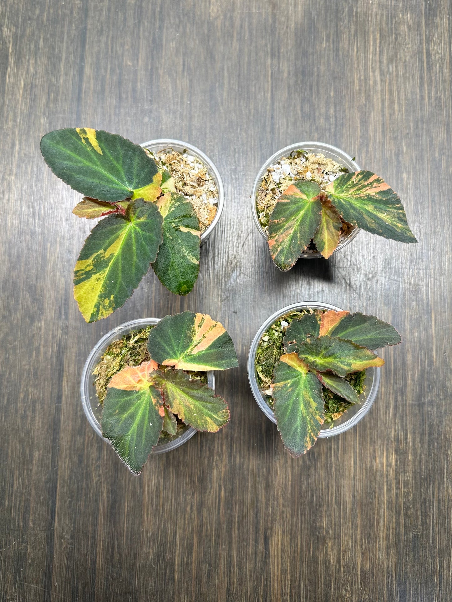 Variegated Begonia Withlacoochee