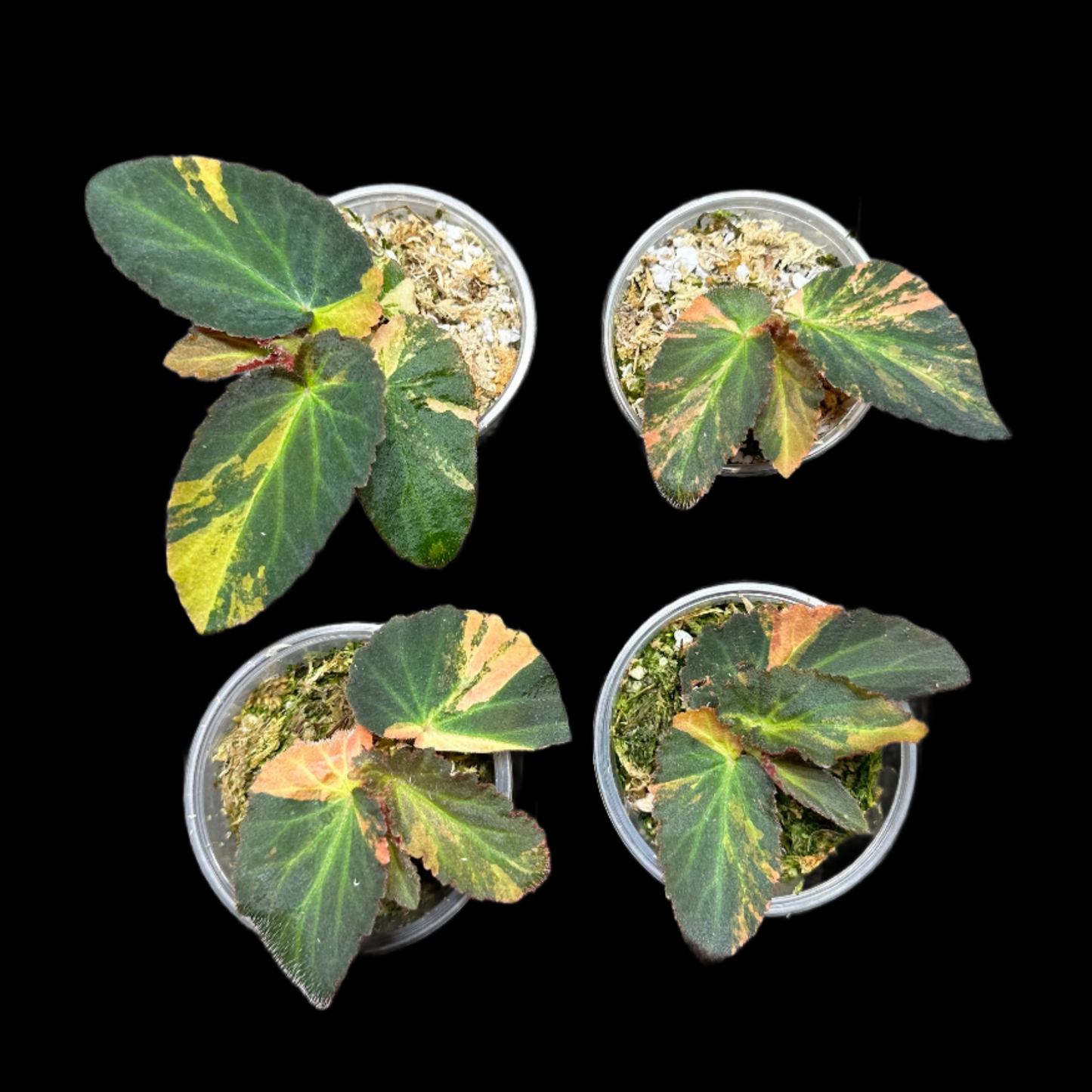 Variegated Begonia Withlacoochee