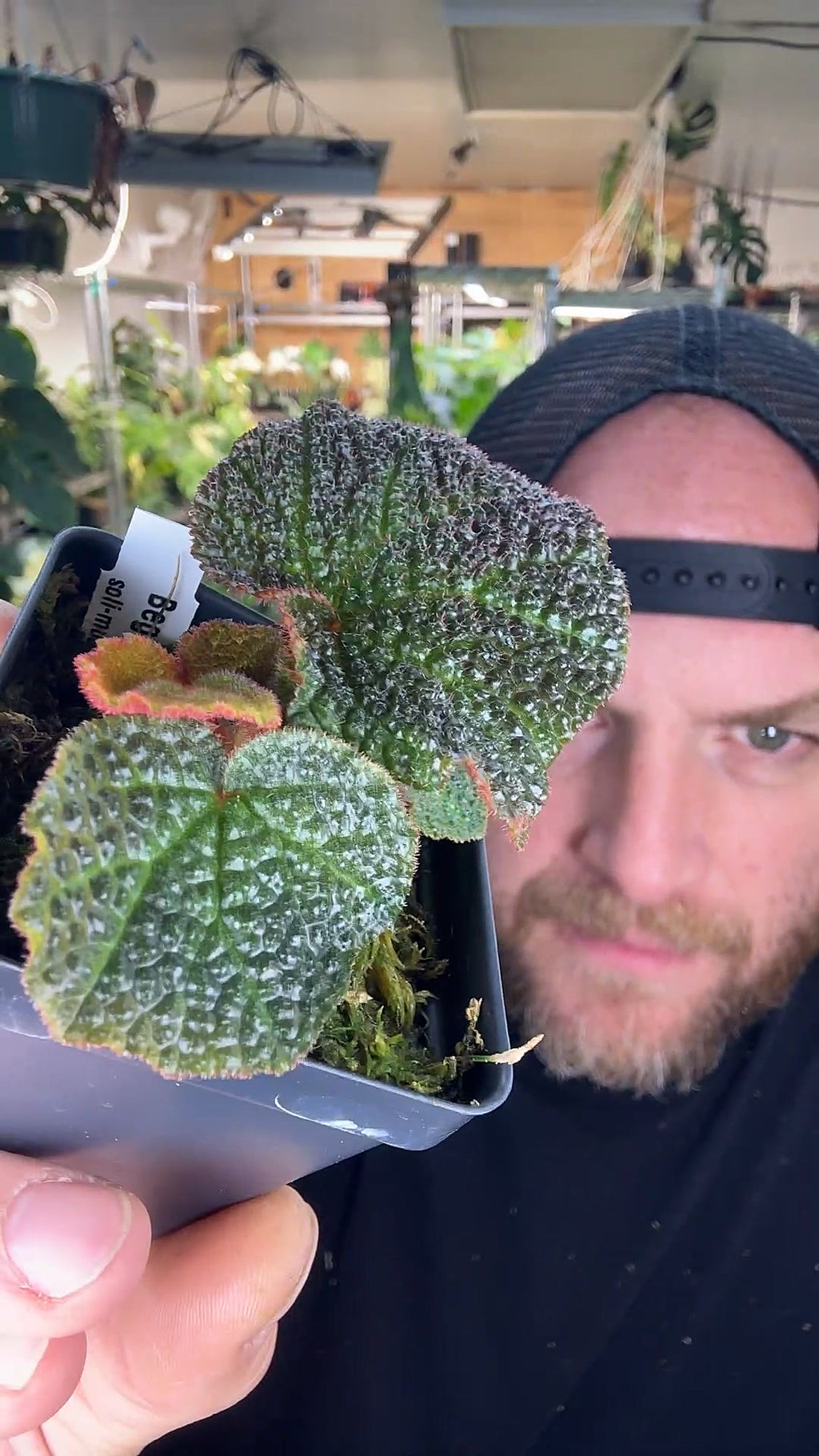 Begonia Solimutata