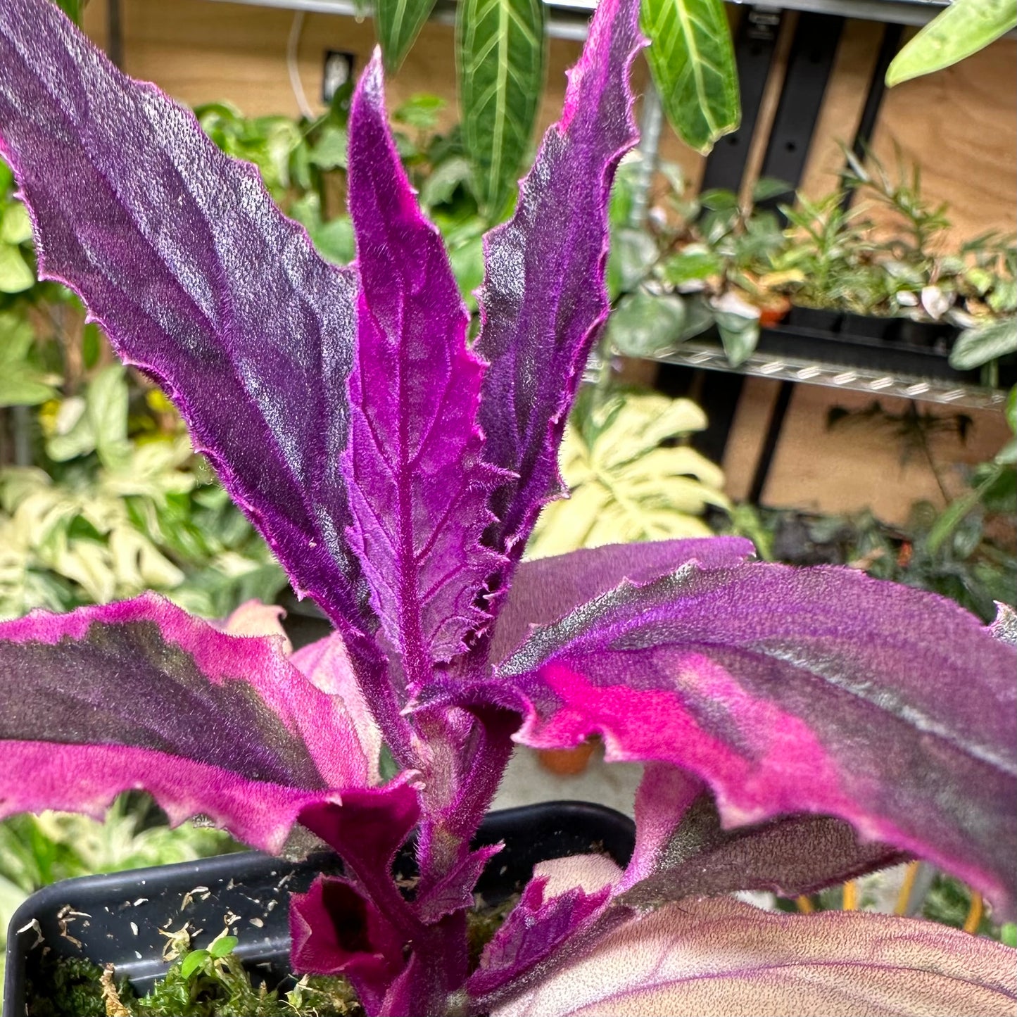 Variegated Purple Passion Plant | Gynura Aurantiaca