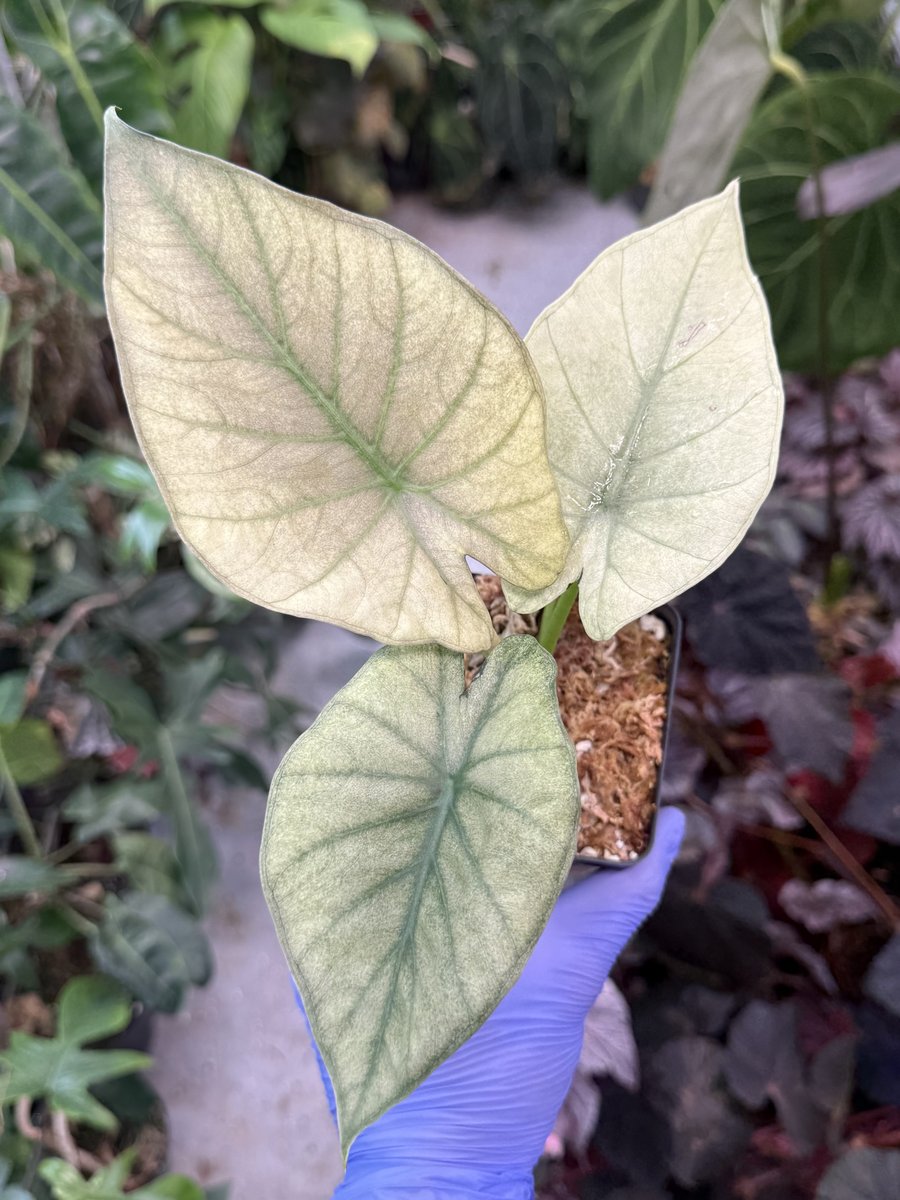 Alocasia 'Purple Haze' (Regal Shield Mint)
