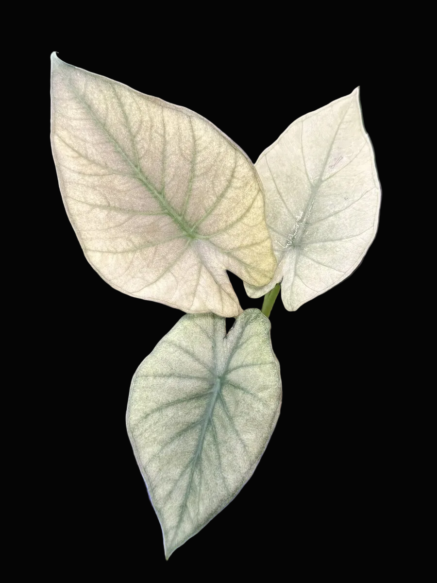 Alocasia 'Purple Haze' (Regal Shield Mint)