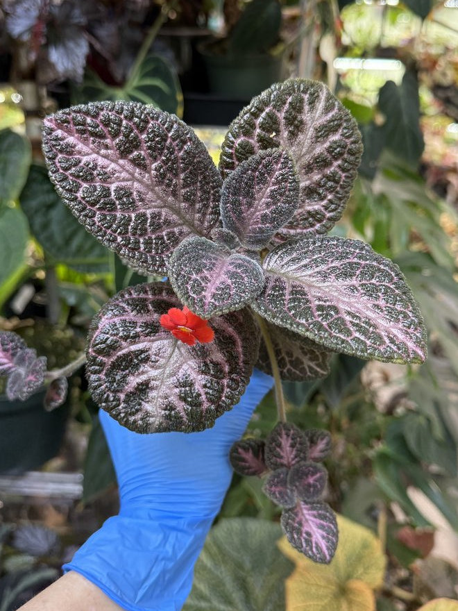 Episcia 'Antique Velvet'