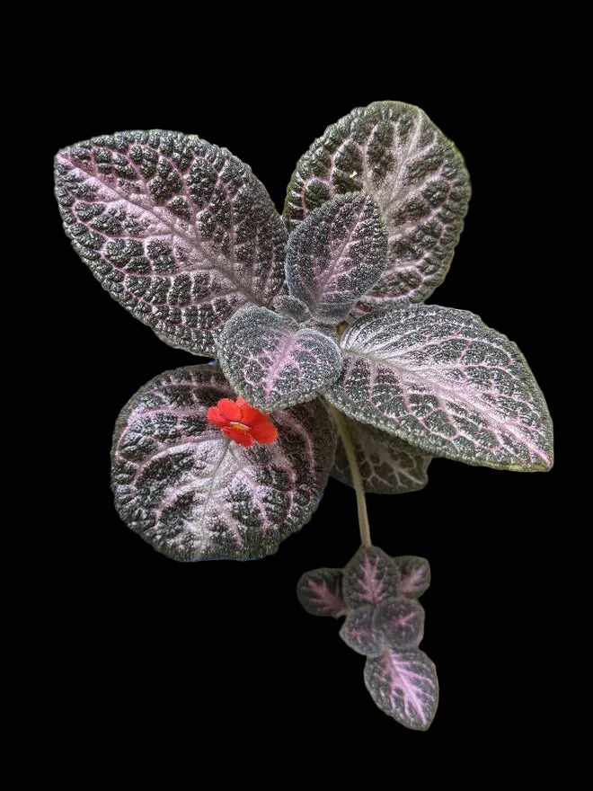 Episcia 'Antique Velvet'