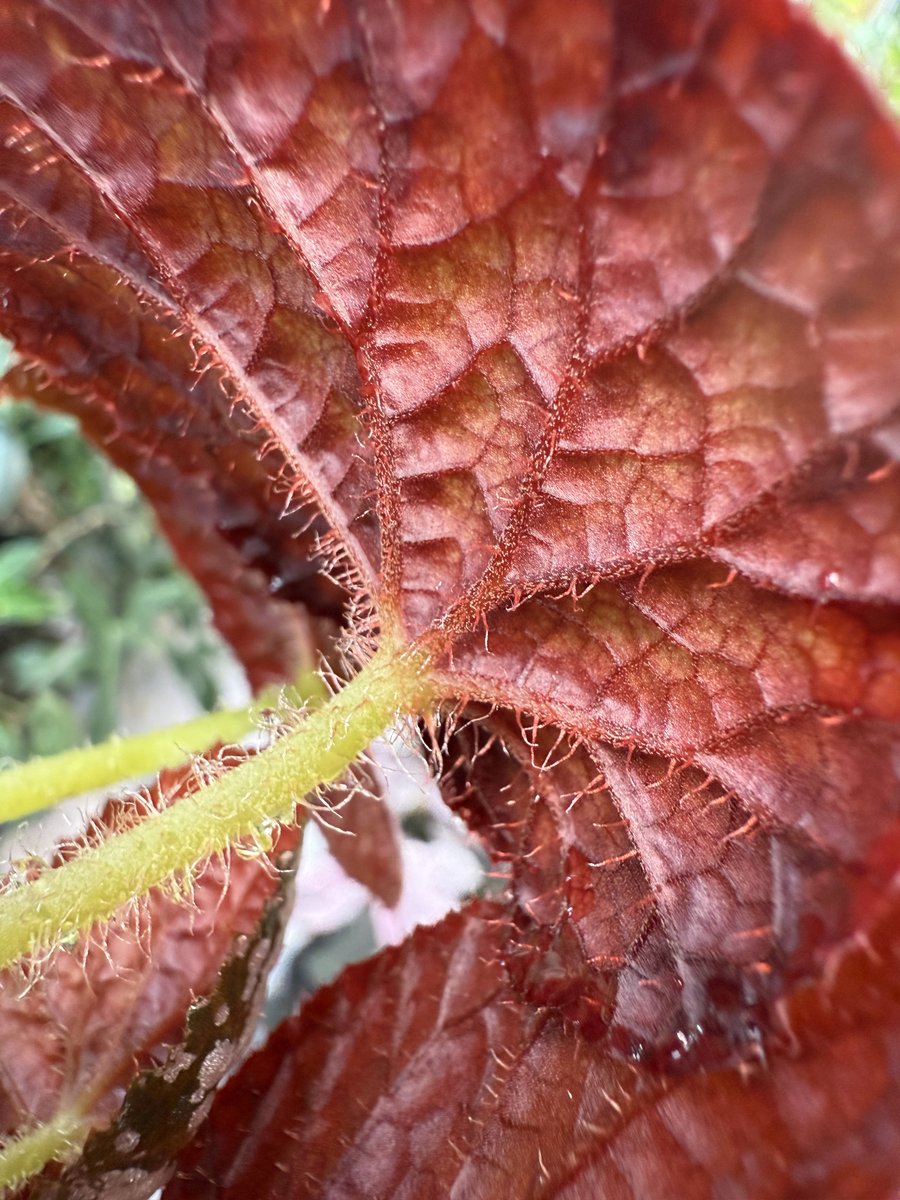 Begonia Silver Dollar