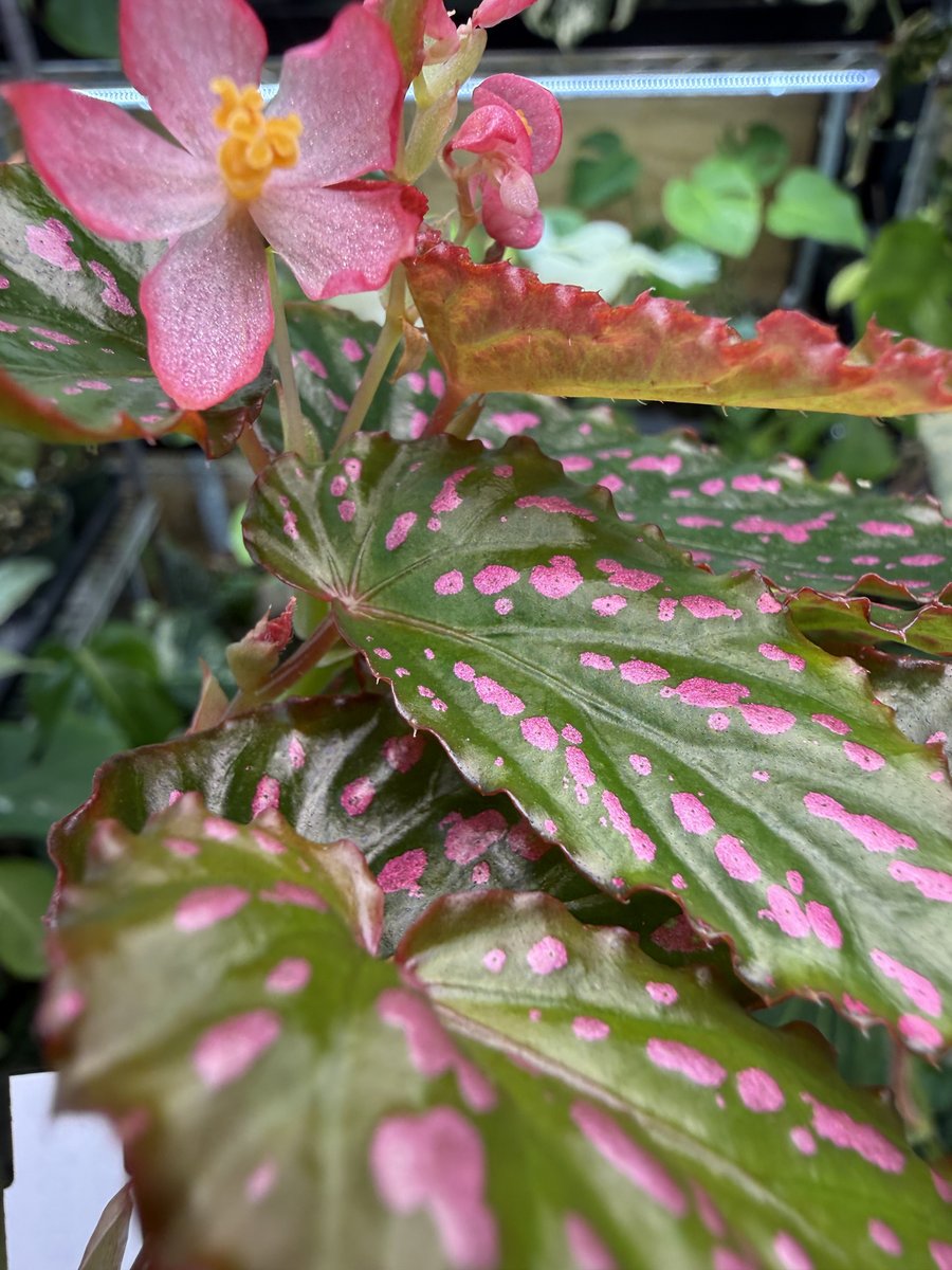 Begonia Negrosensis