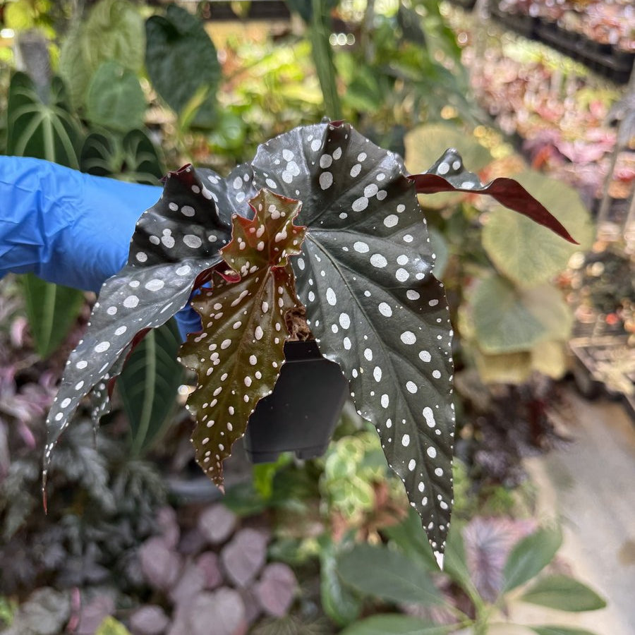 Begonia Black Forest