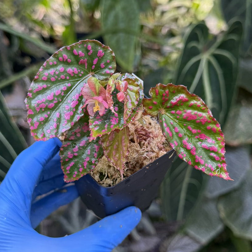 Begonia Negrosensis