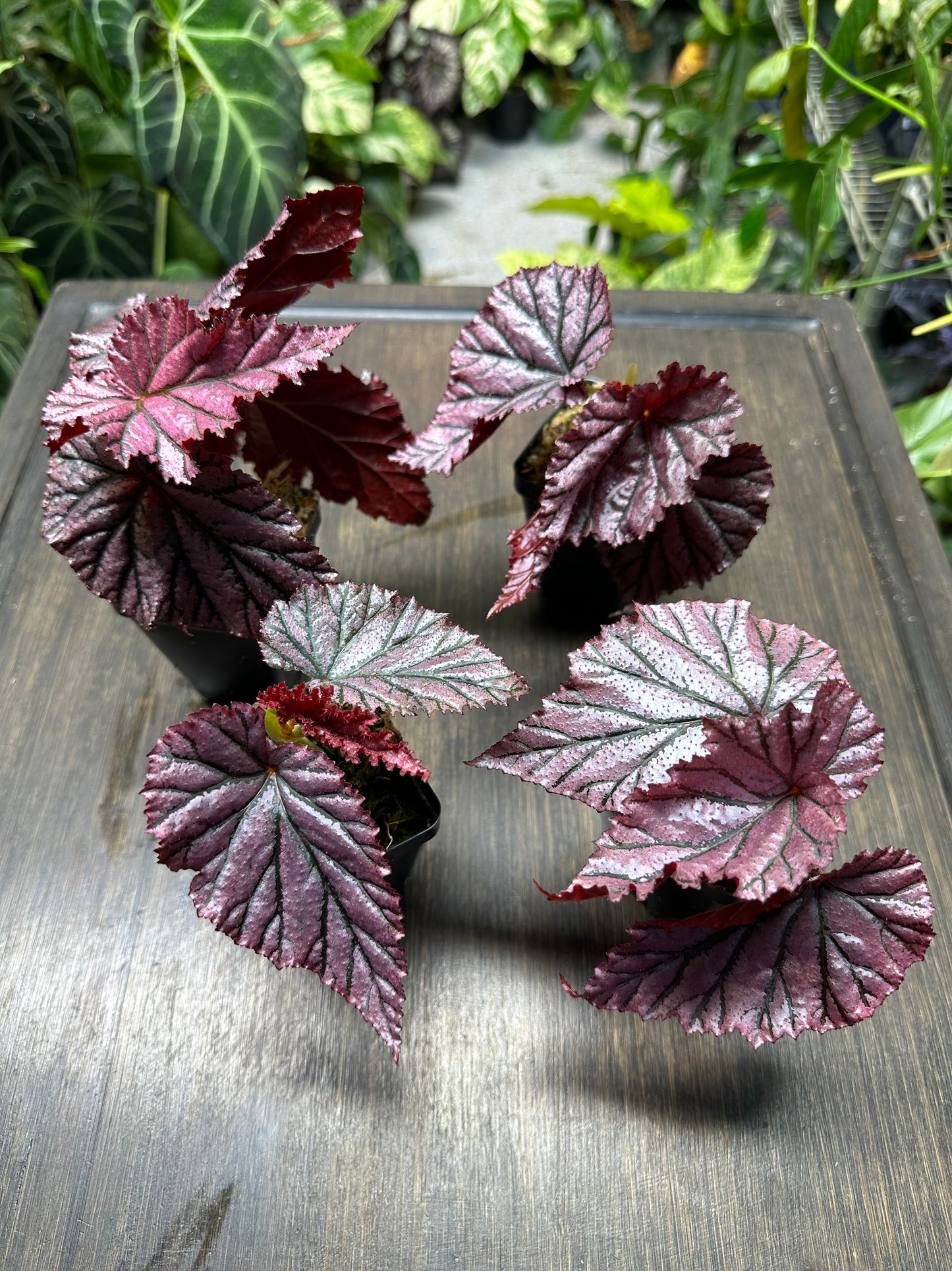 Begonia Gypsy Rose