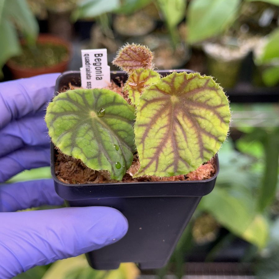 Begonia quadrialata ssp. nimbaensis