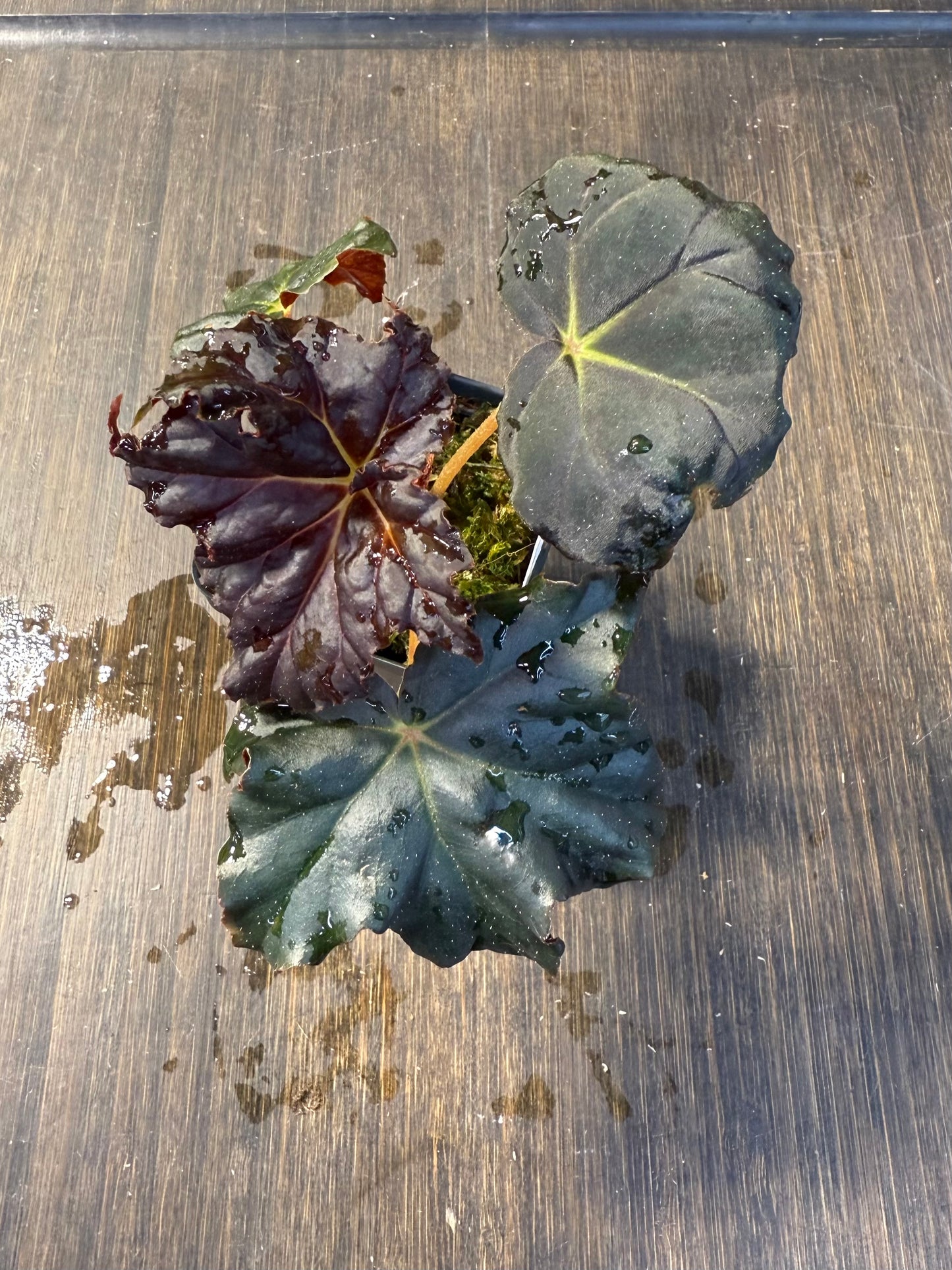 Begonia 'Chocolate Martini'