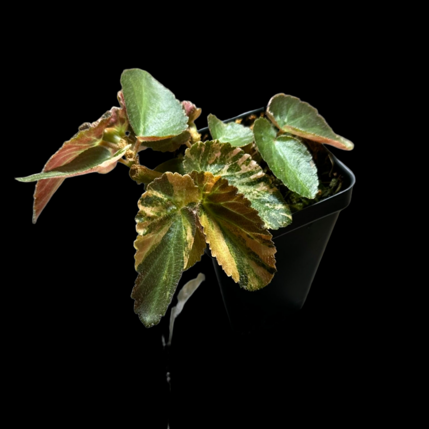 PURGE Variegated Begonia Withlacoochee