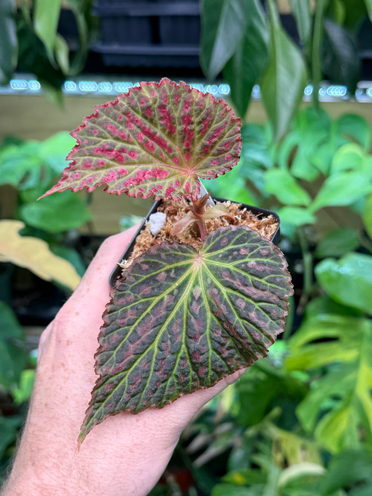 Begonia Chlorosticta x Chloroneura