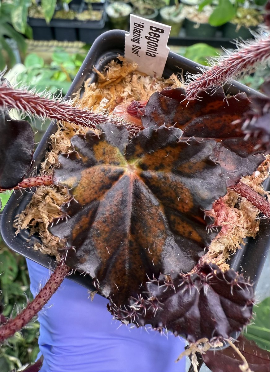 Begonia Blazing Sun