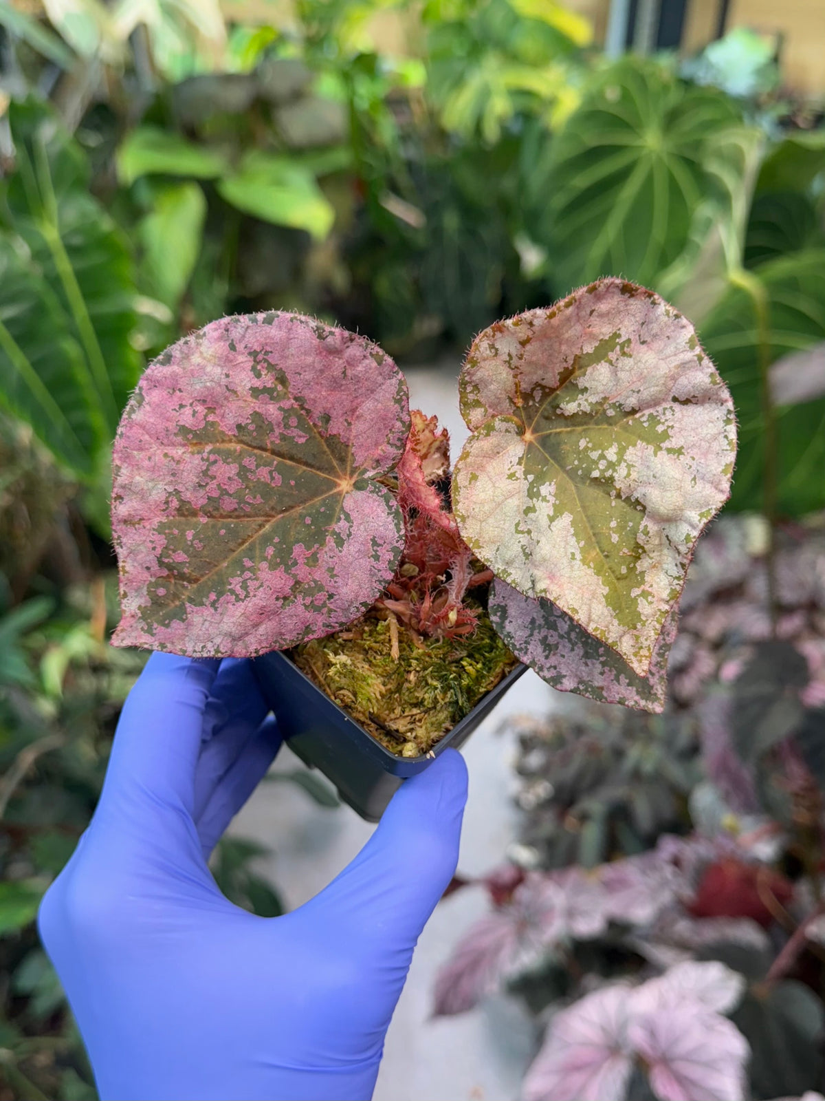 Begonia nigritarum