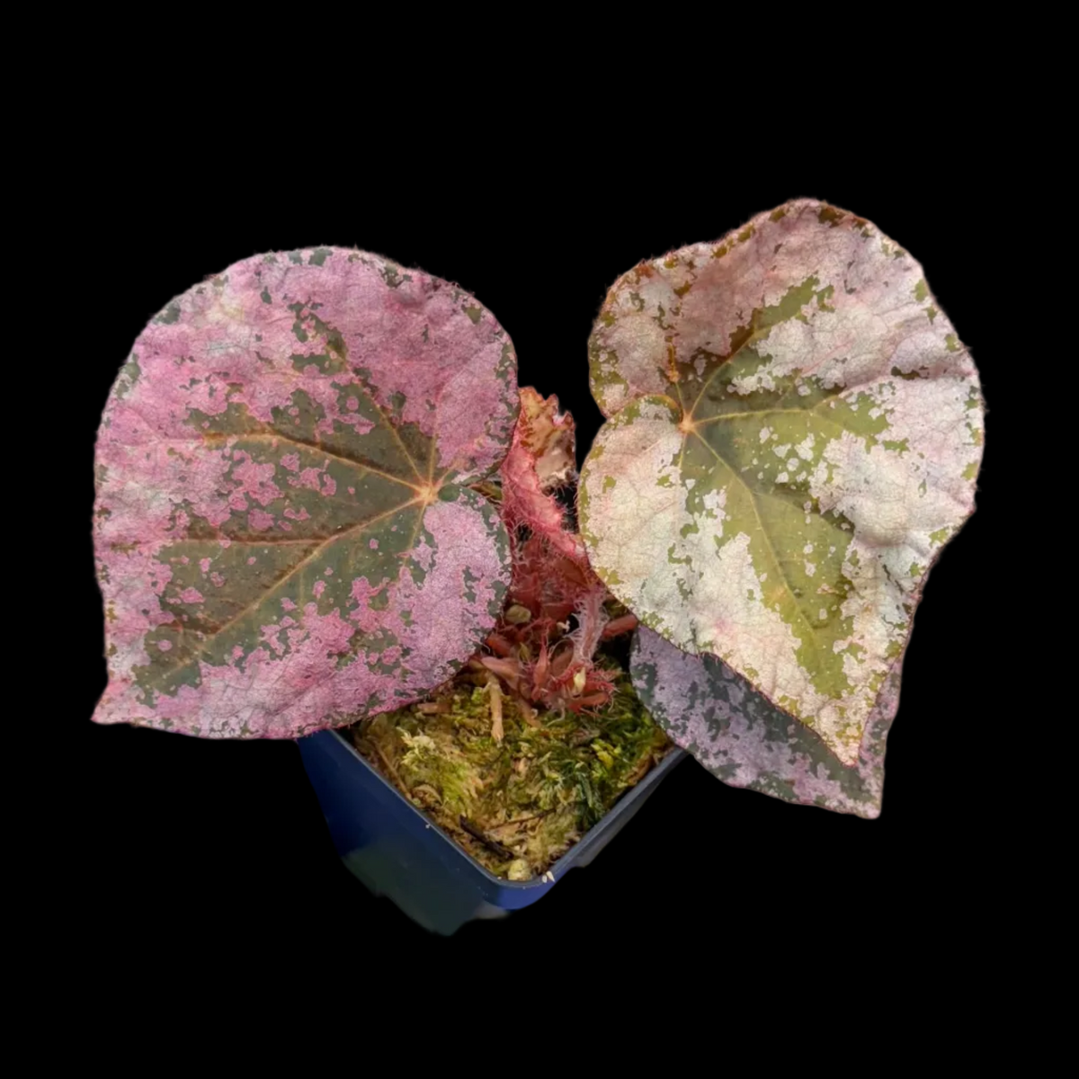 Begonia nigritarum