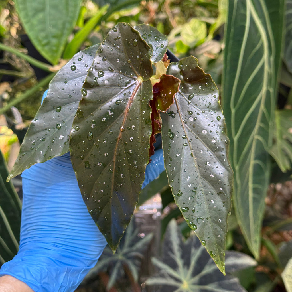 Begonia Torch