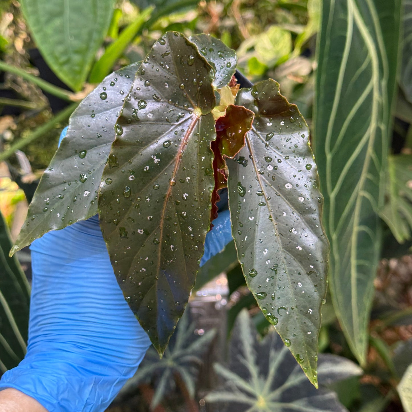 Begonia Torch