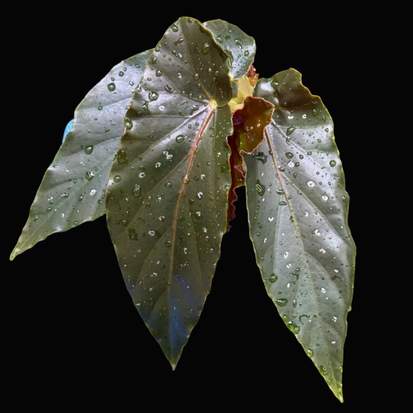 Begonia Torch
