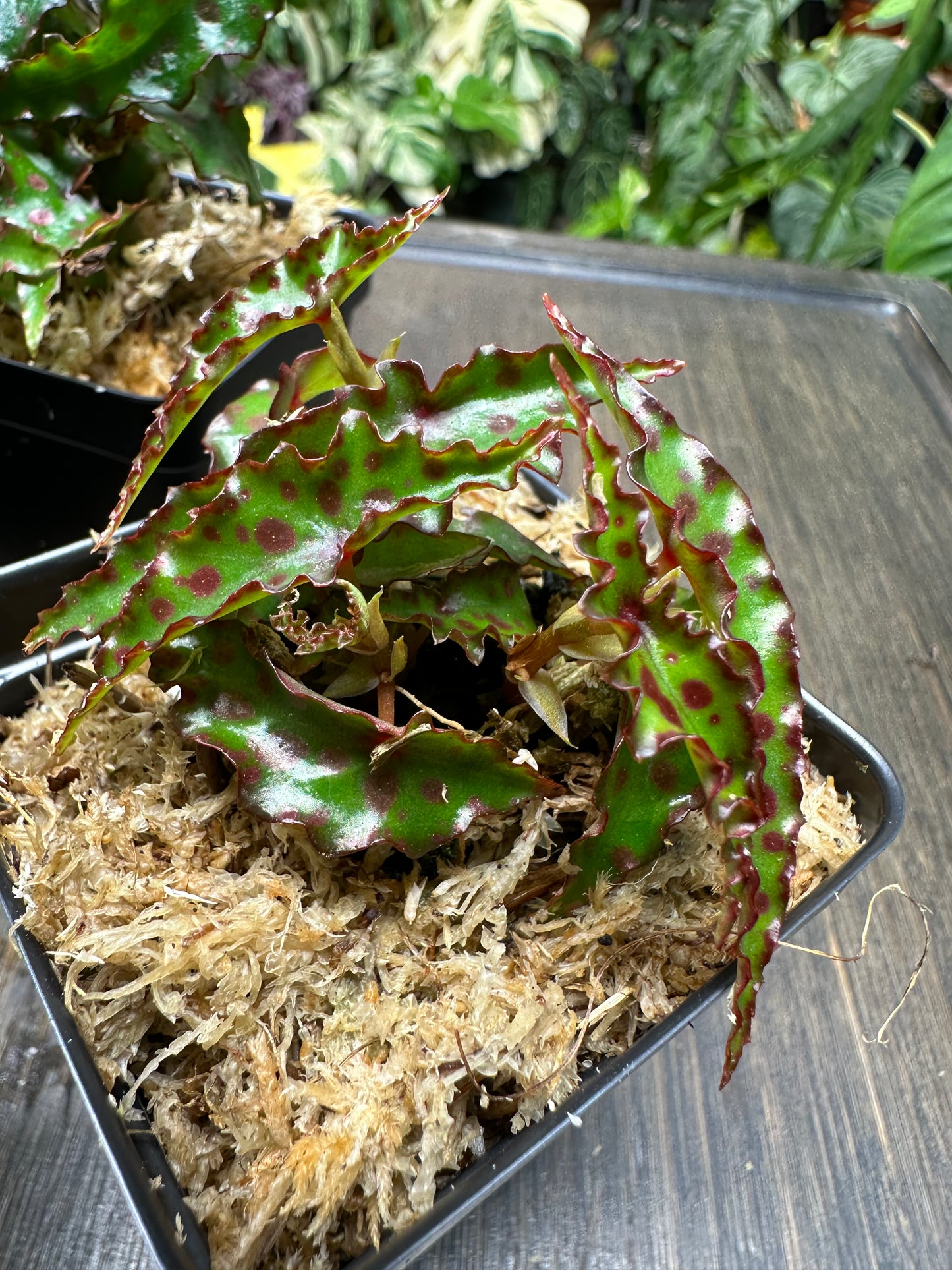 Begonia Amphioxis