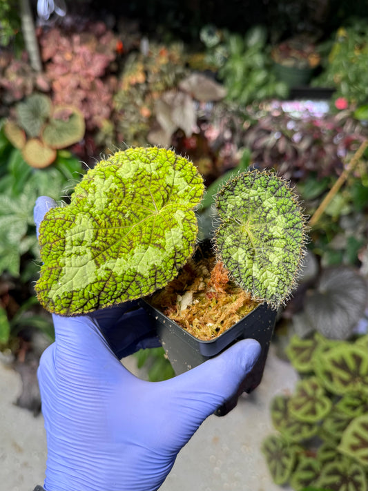 Begonia longiciliata 'Sizemorea'