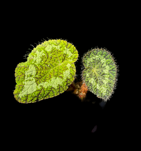 Begonia longiciliata 'Sizemorea'