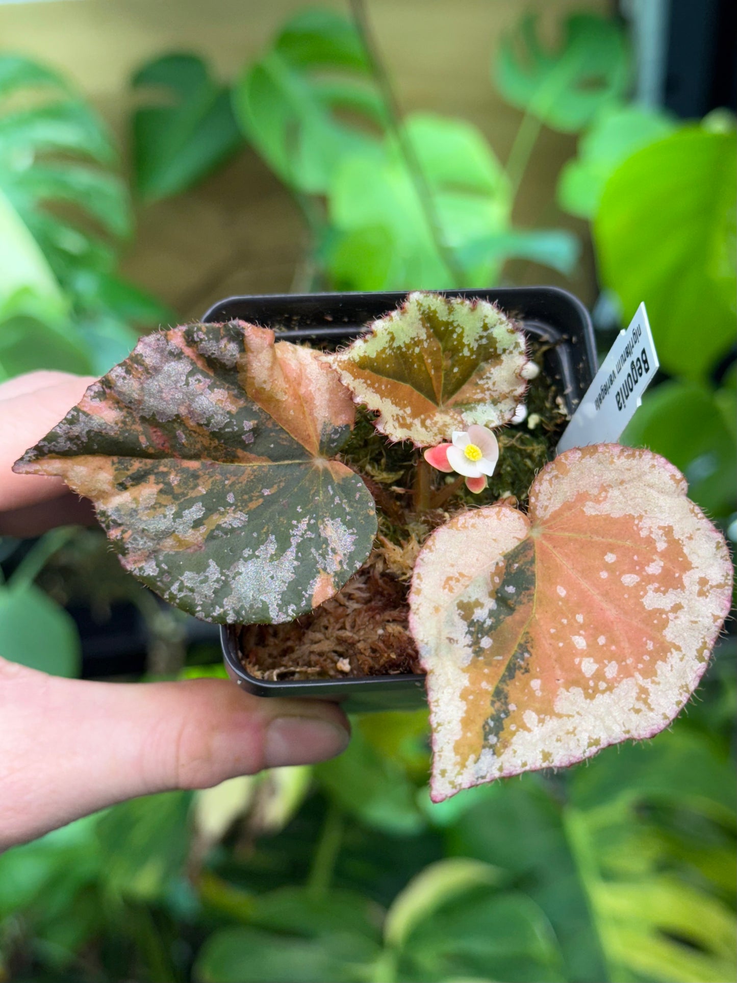 Begonia nigritarum variegata