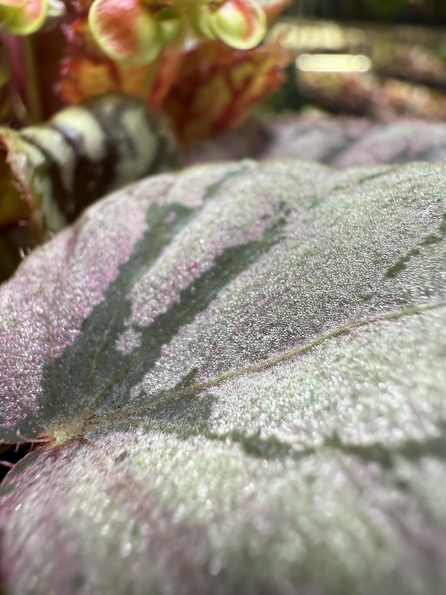 Begonia luzonensis