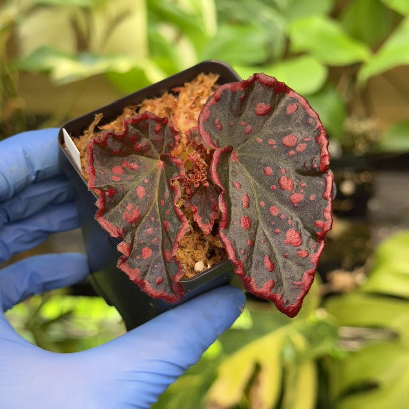 Begonia darthvaderiana x negrosensis