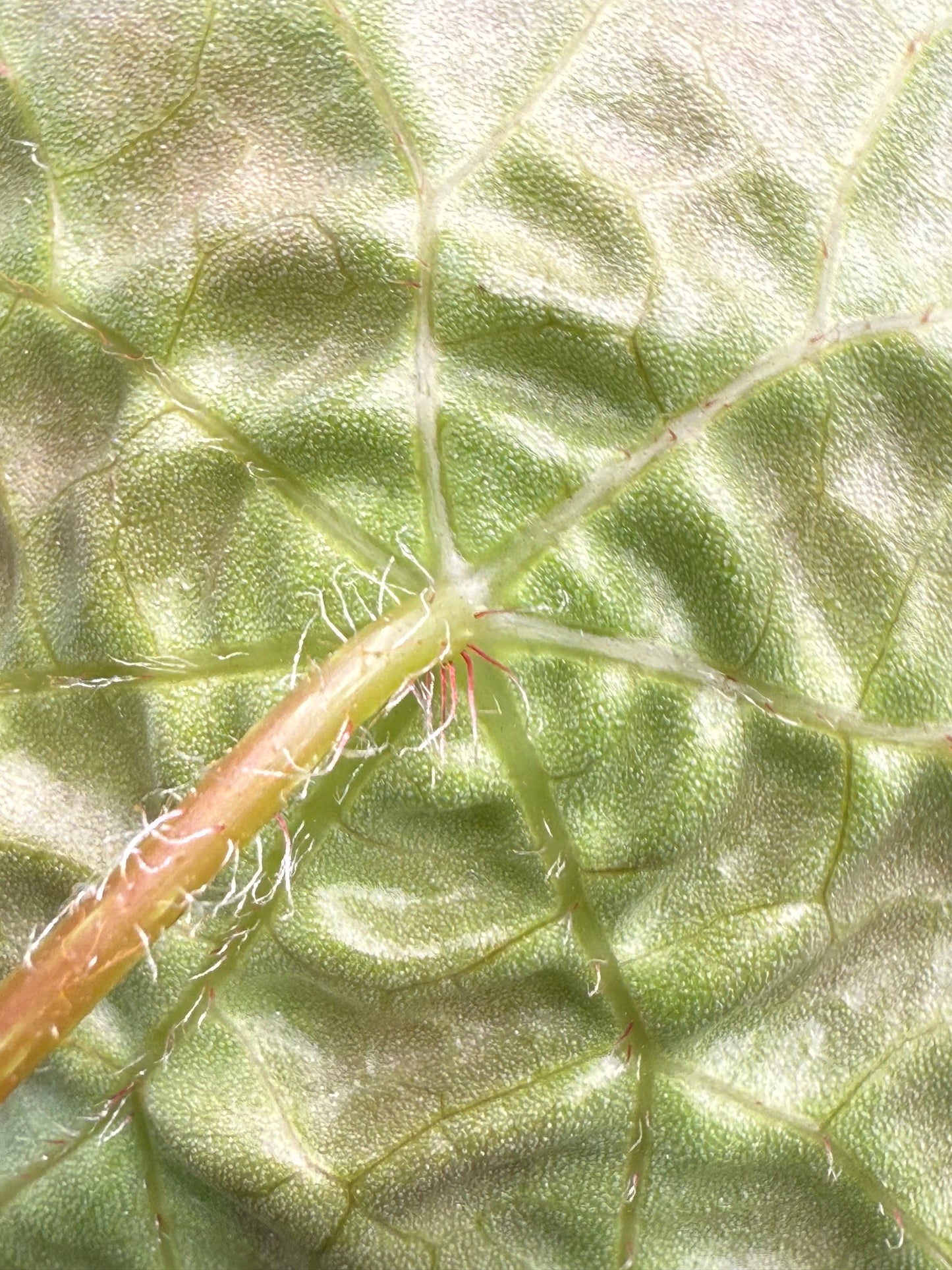 Begonia Natunaensis