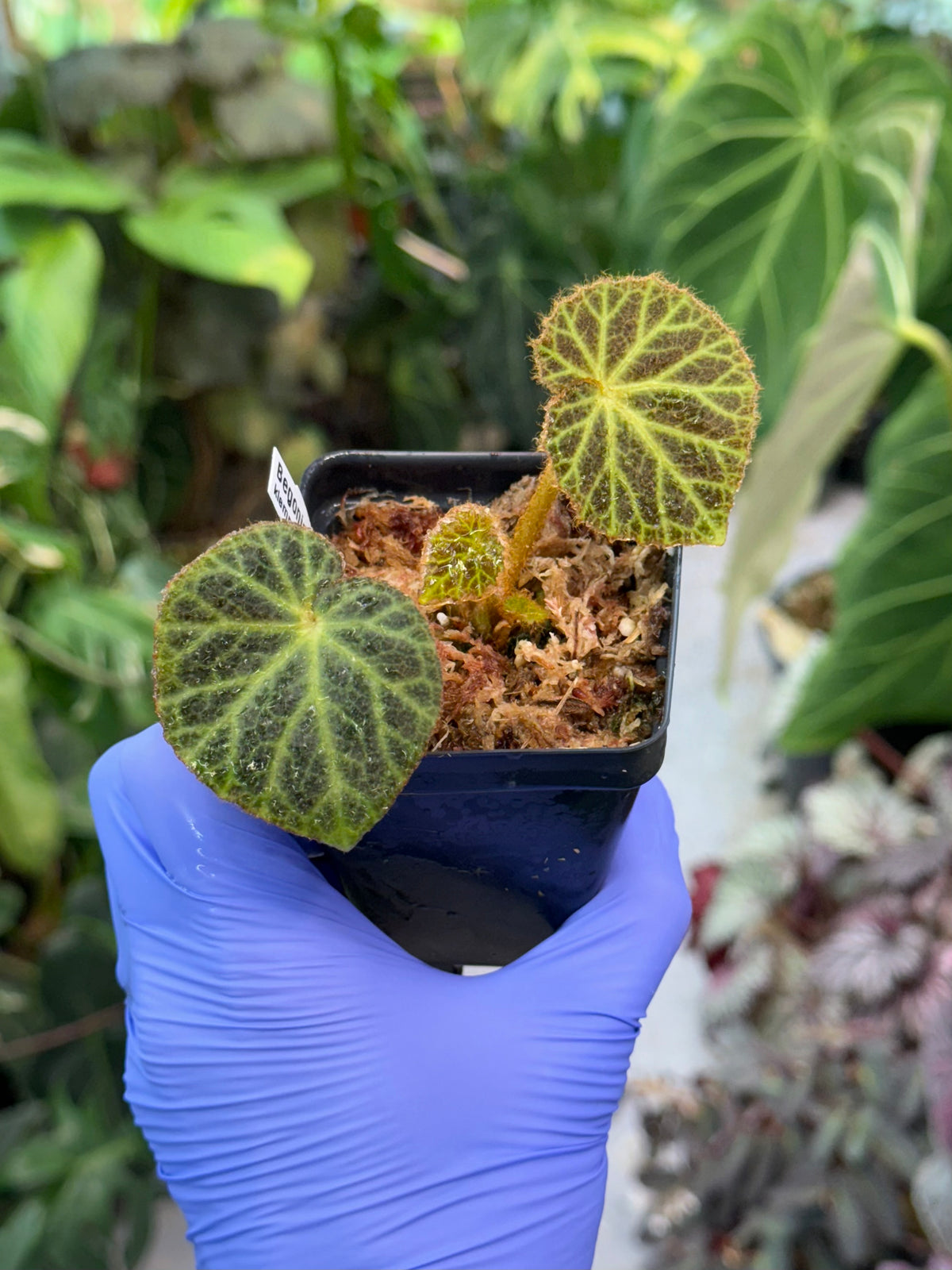 Begonia klemmei