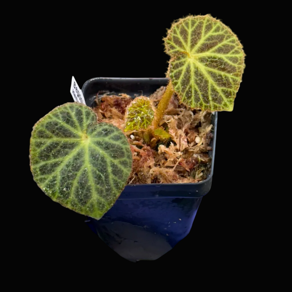 Begonia klemmei