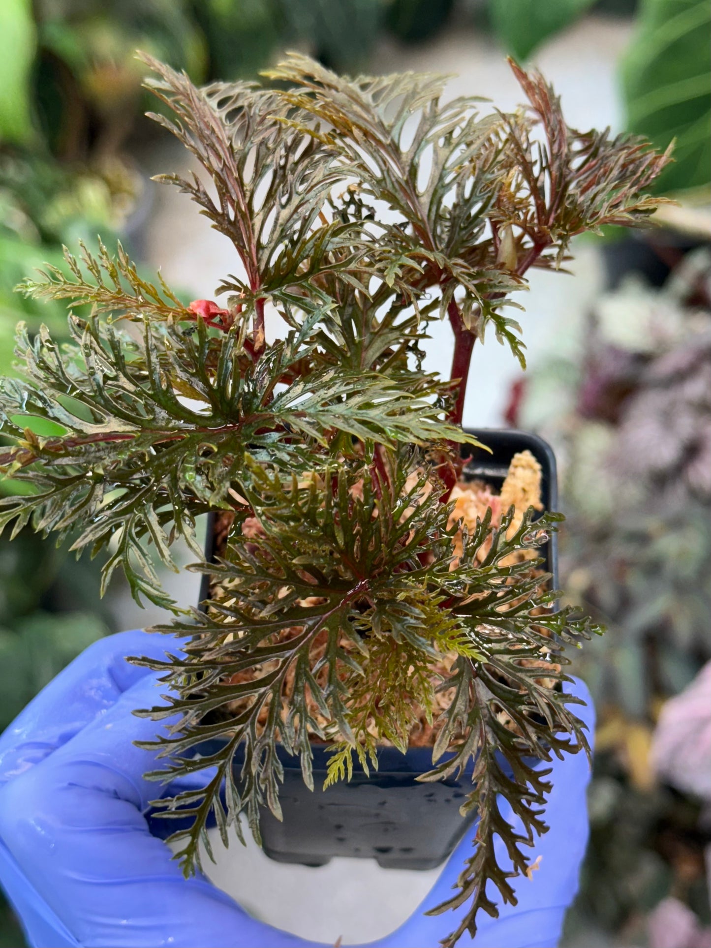 Begonia bipinnatifida