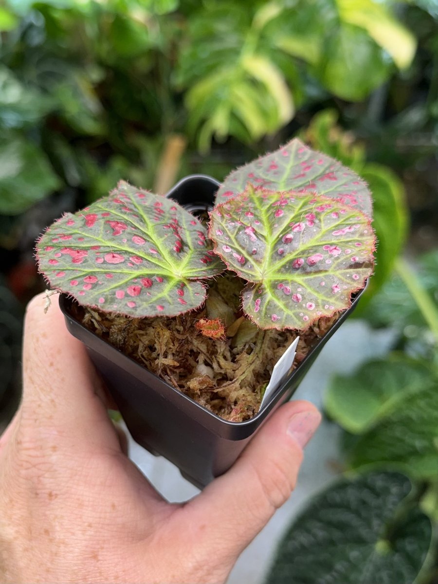 Begonia amphioxus x jiewhoei